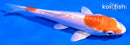 5" KIKUSUI