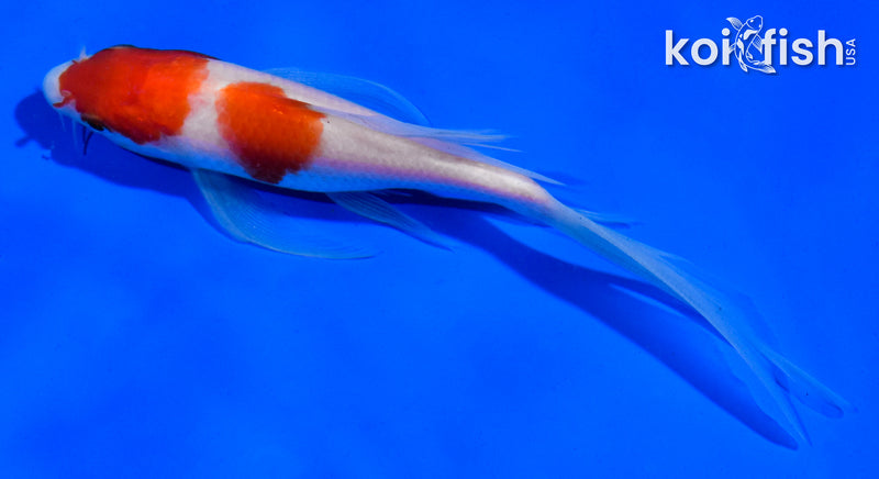 5.5" KOHAKU BUTTERFLY