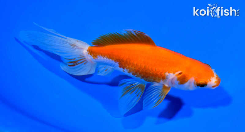 6" WAKIN GOLDFISH