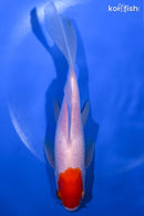 7" TANCHO SARASA COMET GOLDFISH