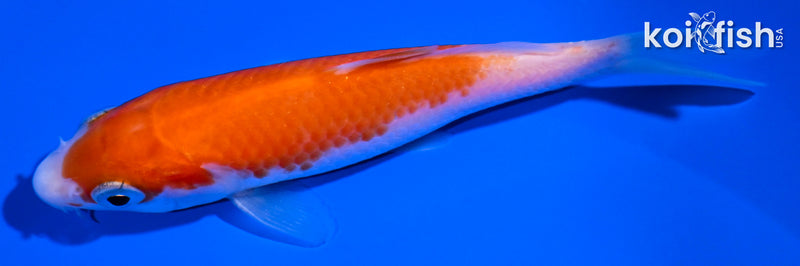 4" KOHAKU