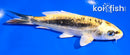 5.5" KIN KIKOKURYU