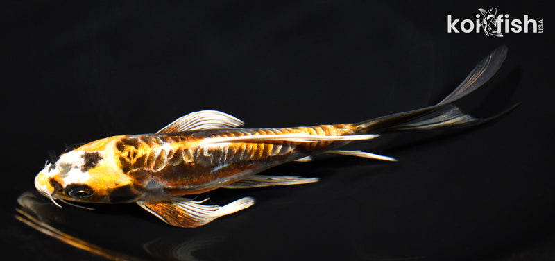 7.5" ARAGOKE BENI KIKOKURYU BUTTERFLY