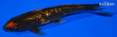7.5" GINRIN HI UTSURI