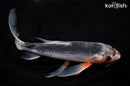 8.5" ASAGI BUTTERFLY