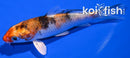 4.5" YAMATO NISHIKI