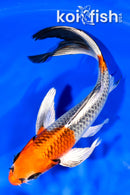 7.75" KUJAKU BUTTERFLY