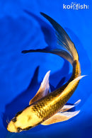 8" KI MATSUBA BUTTERFLY