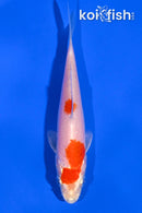 4.5" HARIWAKE