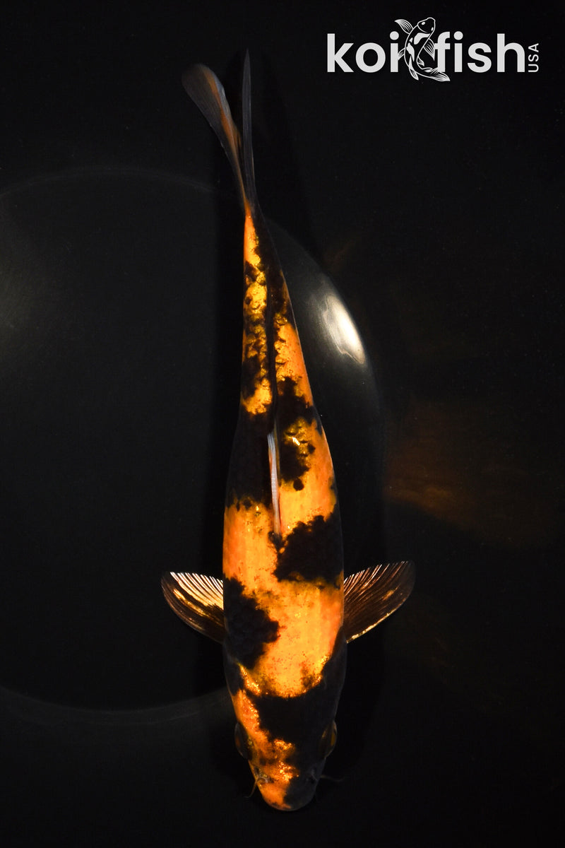 8" KIN HI UTSURI