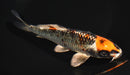 7.25" KUJAKU