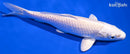 6.25" PLATINUM OGON