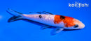 5" GINRIN SANKE