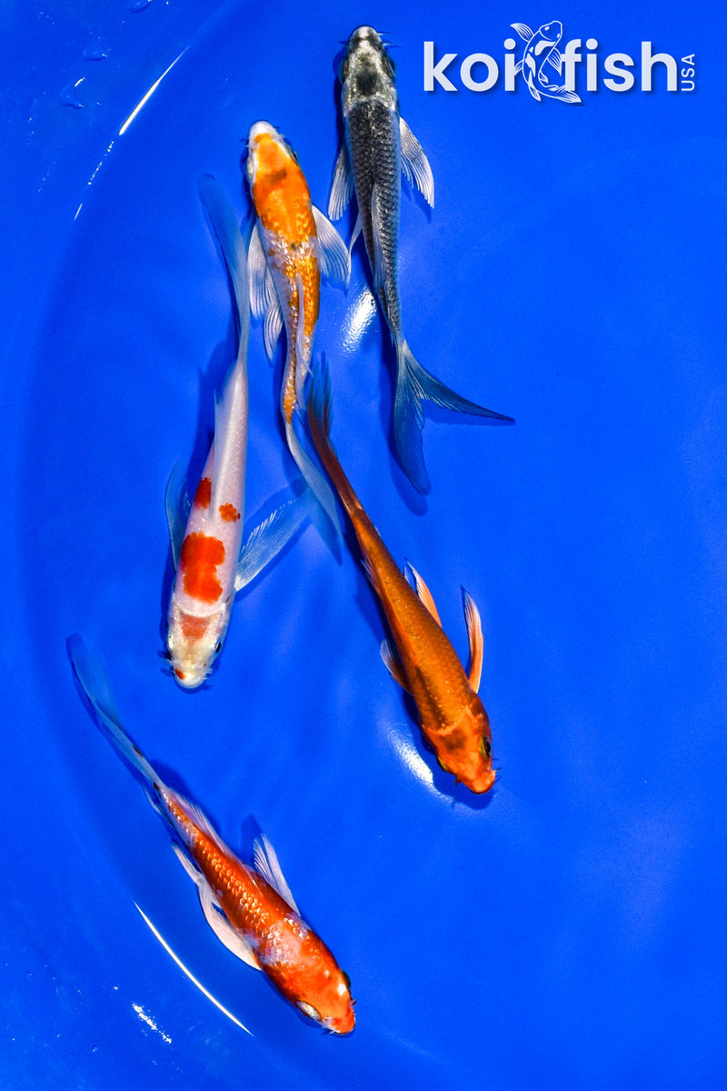 PACK OF (5) 3-4" BUTTERFLY KOI