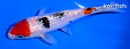6.25" GINRIN SANKE
