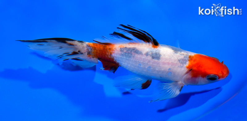 6" CALICO WAKIN GOLDFISH
