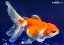 6.5" ORANDA GOLDFISH