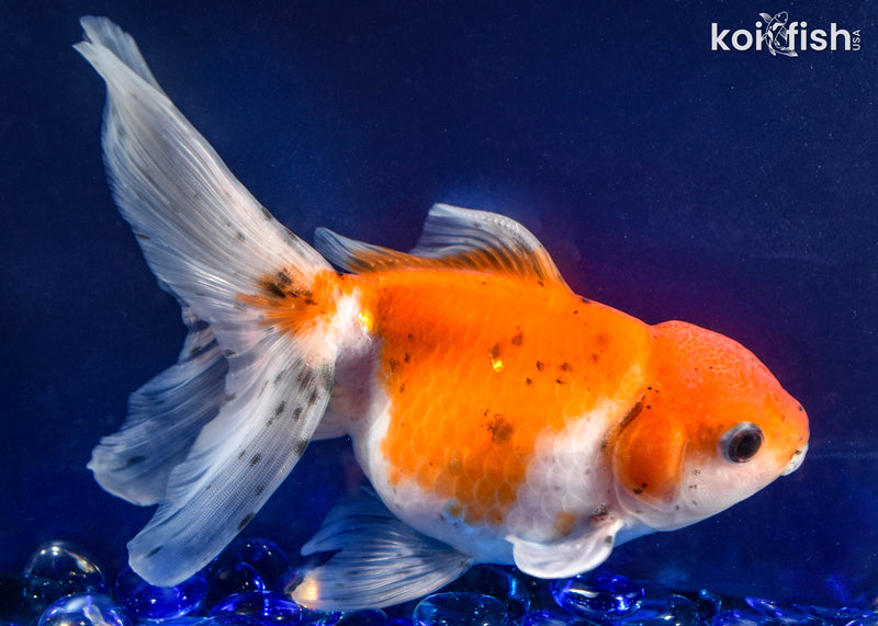 6.5" ORANDA GOLDFISH