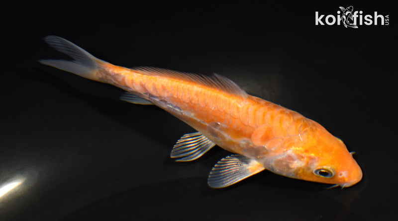 5.25" METALLIC ARAGOKE OCHIBA SHIGURE