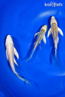 PACK OF (3) 4.5-5" BUTTERFLY KOI
