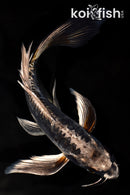 10" ARAGOKE BENI KIKOKURYU BUTTERFLY