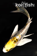 5.25" GINRIN ARAGOKE KUJAKU BUTTERFLY