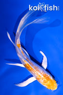 5" GINRIN HARIWAKE BUTTERFLY