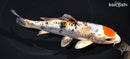 6.25" YAMATO NISHIKI