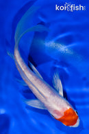 5.5" ARAGOKE TANCHO HARIWAKE BUTTERFLY