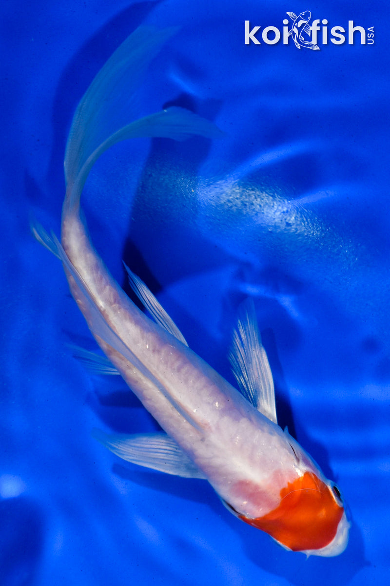 5.5" ARAGOKE TANCHO HARIWAKE BUTTERFLY