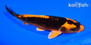 6.5" ORENJI MATSUBA