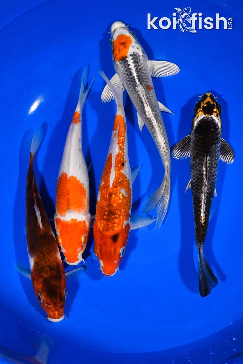 PACK OF (5) 6"-6.75" STANDARD KOI