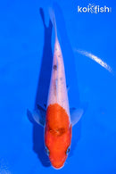 5.5" SANKE