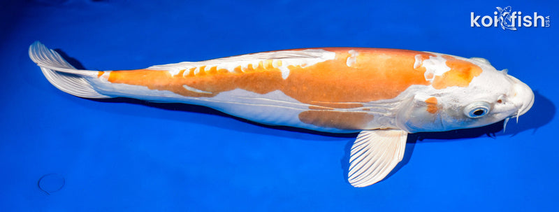 14.75" KIKUSUI