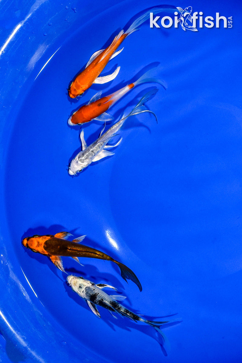 PACK OF (5) 3-4" BUTTERFLY KOI