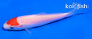 4" TANCHO KOHAKU