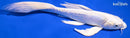 9.25" DOITSU PLATINUM OGON BUTTERFLY