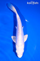 7.25" DOITSU PLATINUM OGON