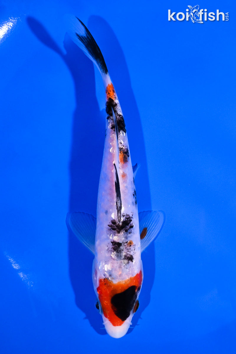 5.5" GINRIN SANKE
