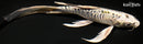 8" DOITSU KUJAKU BUTTERFLY