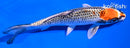 5.5" KUJAKU