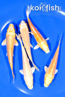PACK OF (5) 4-4.25" STANDARD KOI