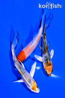 PACK OF (3) 4" BUTTERFLY KOI