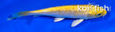 5" HARIWAKE