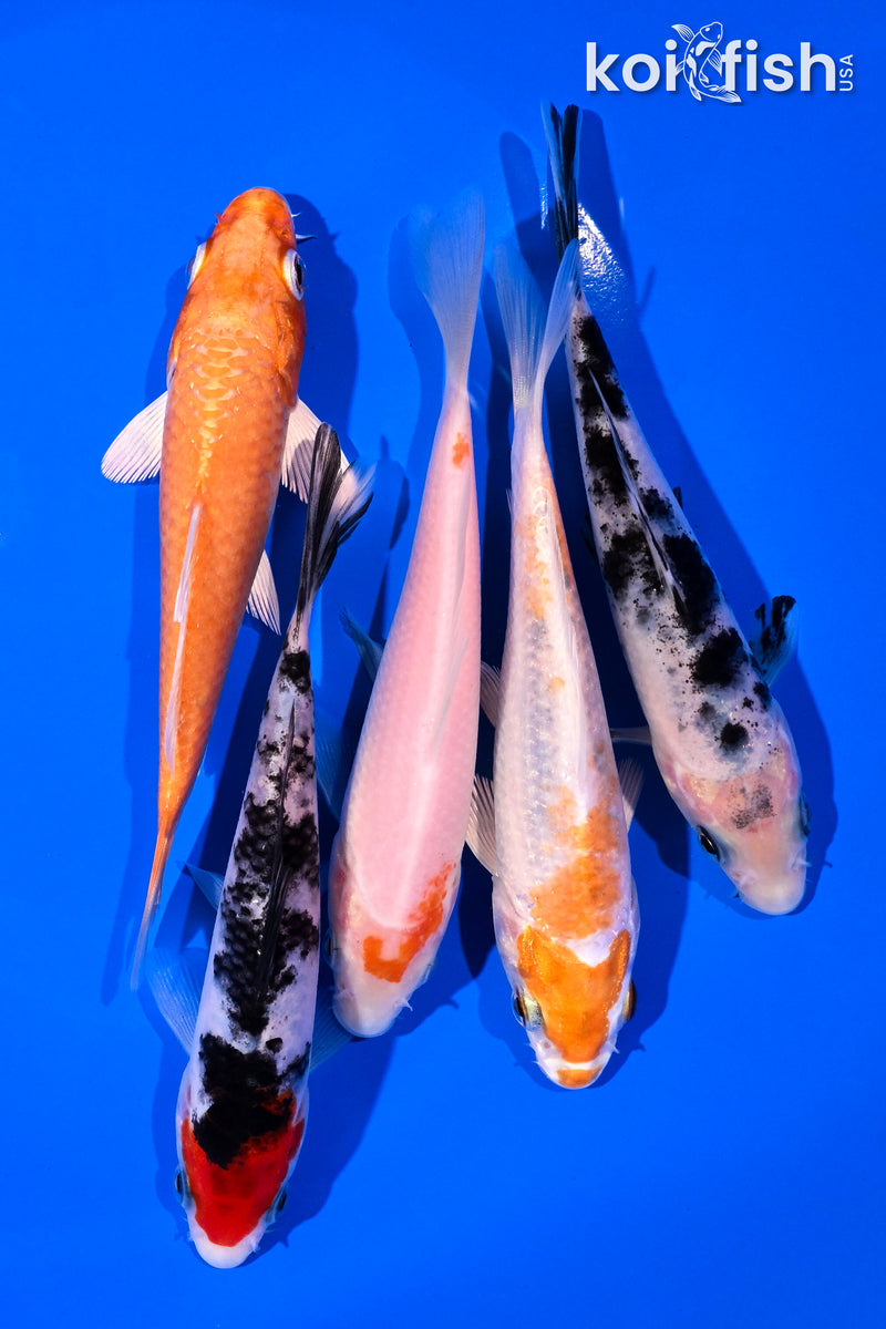 PACK OF (5) 4-5" STANDARD KOI