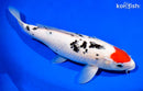 12.25" TANCHO SANKE