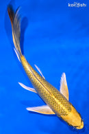 7.5" KI MATSUBA BUTTERFLY