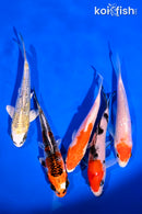 PACK OF (5) 4-5" STANDARD KOI