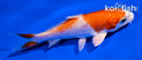 4" HARIWAKE