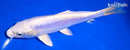 7.25" DOITSU PLATINUM OGON